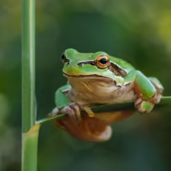 cute frog