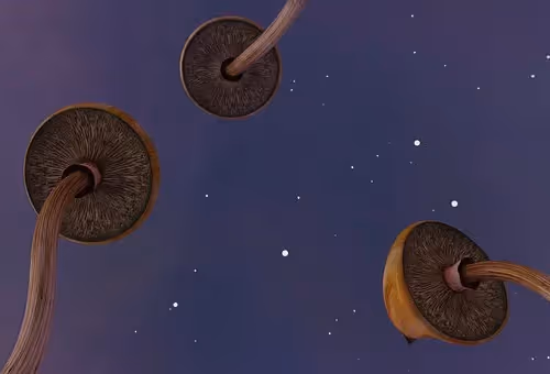 Cryptocaseman Collection