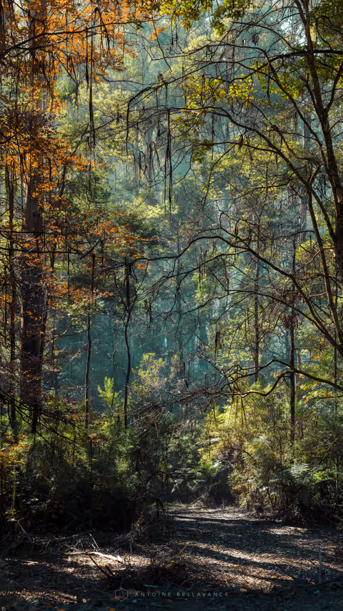 Item #4468298363639779410532789010720251327822800533817543307032898272416661241857 Media