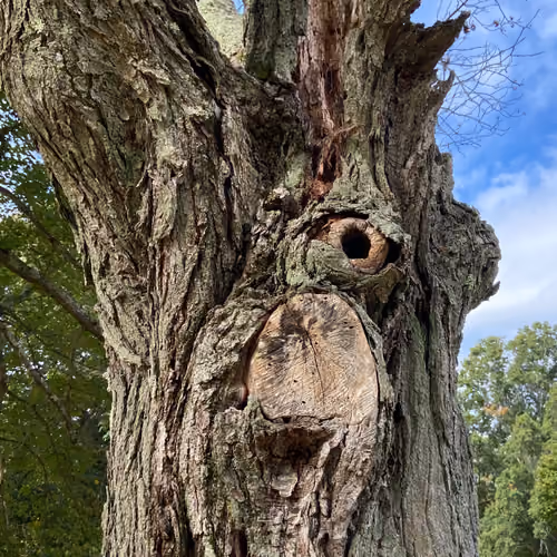Cyclops