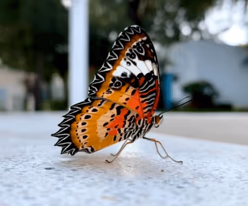 Item #106360938523211846453867581524335881135167499838438843806052558422806517252097 Media