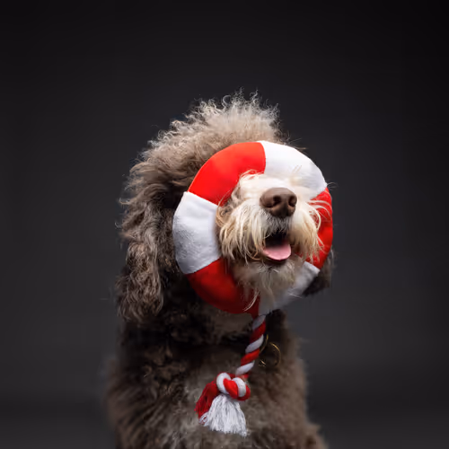 The Dog Assembly