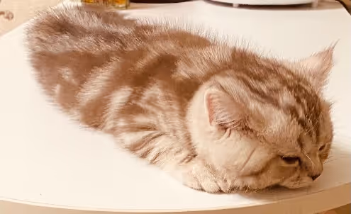 Untitled Collection #10909089