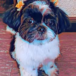 Sandbox Shib tzu