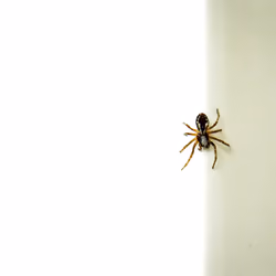 Tiny spider