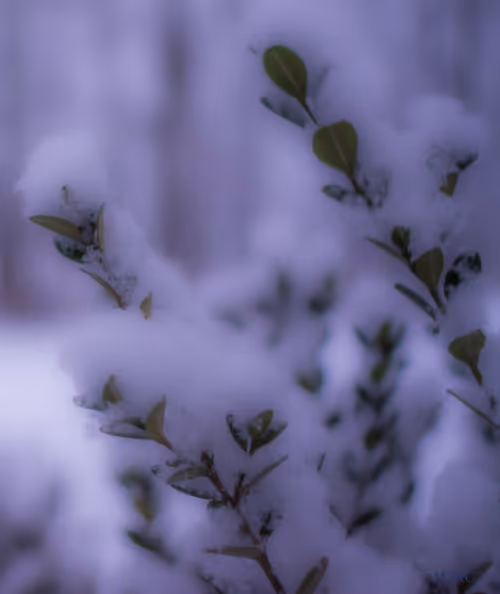 Item #53066580447893182690859255571300366451776015640198026771655436618221068746753 Media