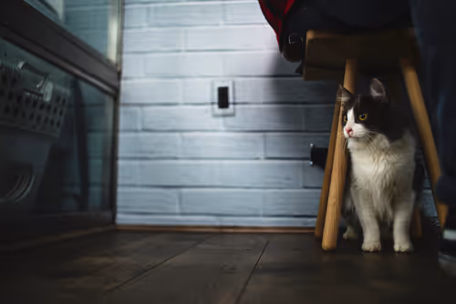 Item #12030096268944832383519200869739243025731728617049659890117429836935772241921 Media