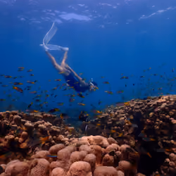 Sea life