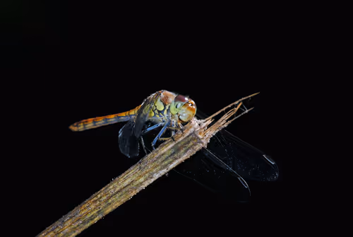 Item #43207901931937523229026562993049456947938366137062832064513938572478225842177 Media