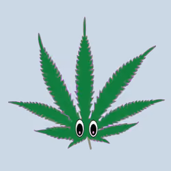 Purple Haze Strain 15