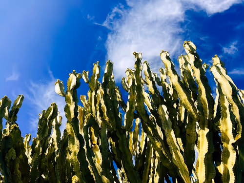 Item #20690686598406327978537158336164426387947003883481915028812449966292918599681 Media