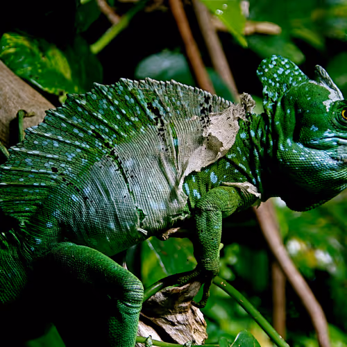 LouisvilleHigh Collection