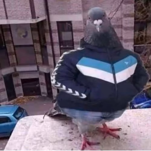 AkkaBouz3Doezzoe Duif NFT