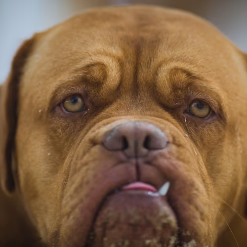 Mr. Dog
