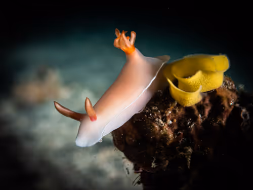 Item #85312989022681003031412442344927138418005148056611156667378218227417015648257 Media