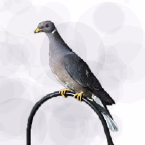 Item #44224140947385297080294490486331546758837636797201957936873602935127982211073 Media