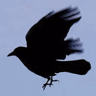 CrowDusk