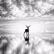 The ultimate Black & White Collection