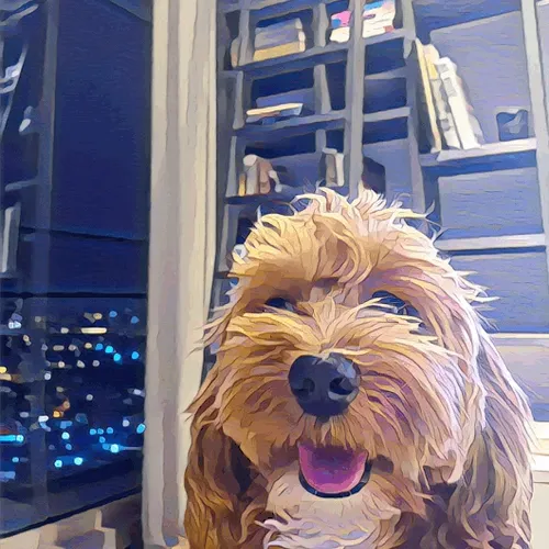 Metaversemaltipoo