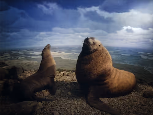 Item #78290859564487950582035157187154512379100989933844946097788898255921318199297 Media