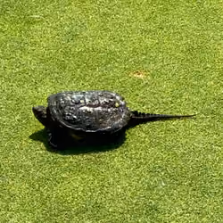 Snapping Turtle on the Green