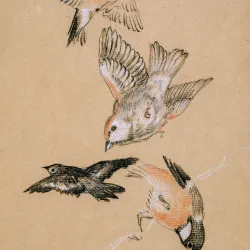 fly