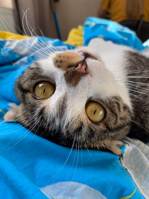 Item #51714780314179032241787952776522636894904578774096726712782613636152742117377 Media