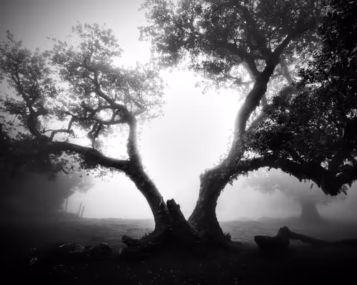 Item #46448320690235251329430811416754344806900568811050689934660167657853026304001 Media