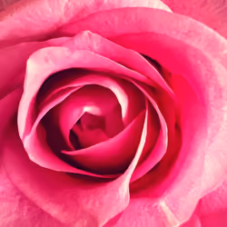 Flower - 2