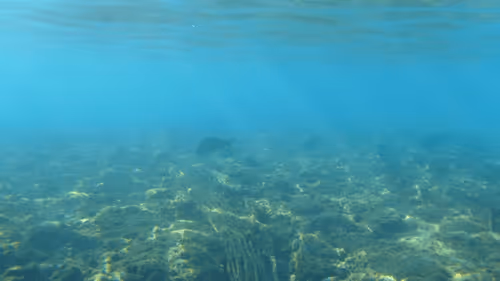 Item #32522392328516293709208538786472574869311995244495637720412795659644961816581 Media