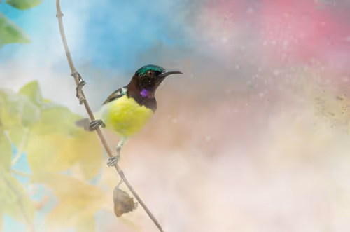 Item #20879904977050231781978559907445915739532146362246903749837269909510333399041 Media