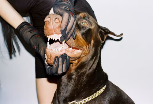 Item #69949121355667210652529280343982204879230269579992018602380045268117534801921 Media