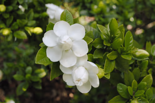 Item #40090172695085413256965535555586358742660933280315103792741764961431602593793 Media