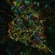 Trippyverse