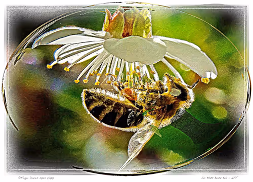 Item #11017776651197561377596972513232318538951070019919471549436519160020266385409 Media