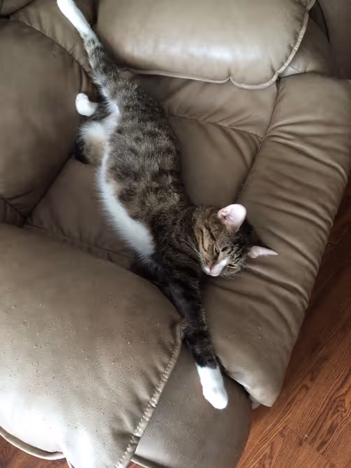 Item #66606156072709355934010029988918331953979457548915006299011308043501794492417 Media