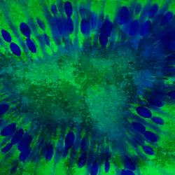 Abstract Kiwi 97