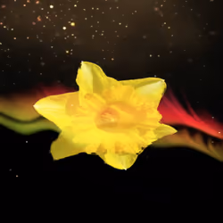 Arpina (Suns Flower)
