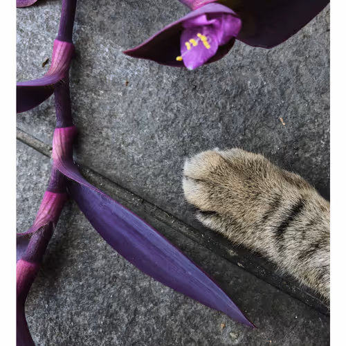 Ithinkyoushouldpaws