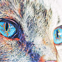 Feline Seven