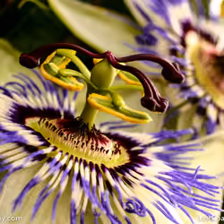Passion Flower