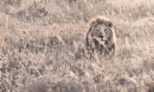 Item #46146454175190830687847236221543248864679735900060228179798027756109253574657 Media