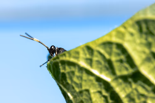 Item #105090597216655980557633683149084672751347825439893935605656298052905701736449 Media