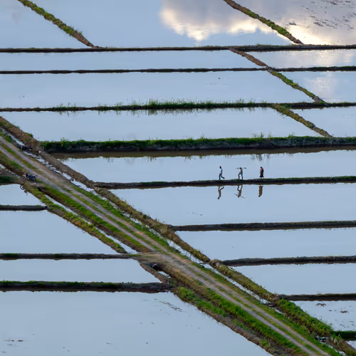 lines and three 