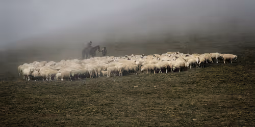 Item #50240111276111282079725276535828655707364026709850994699097602108759434330113 Media