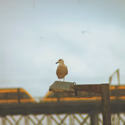 Power of wings 