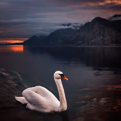 MALCESINE