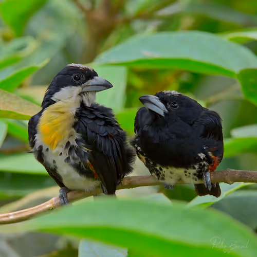 Item #76723362783280478533997952640177478162370392864243199552253501701912306647041 Media