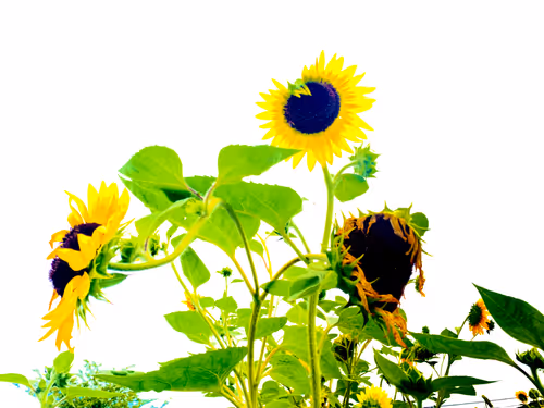 Item #57454491023137916107007493201948815472587961712729591816545853686183935082497 Media