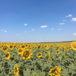 Amazing Sunflower 5